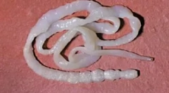 Ľudský býk - liečba a symptómy